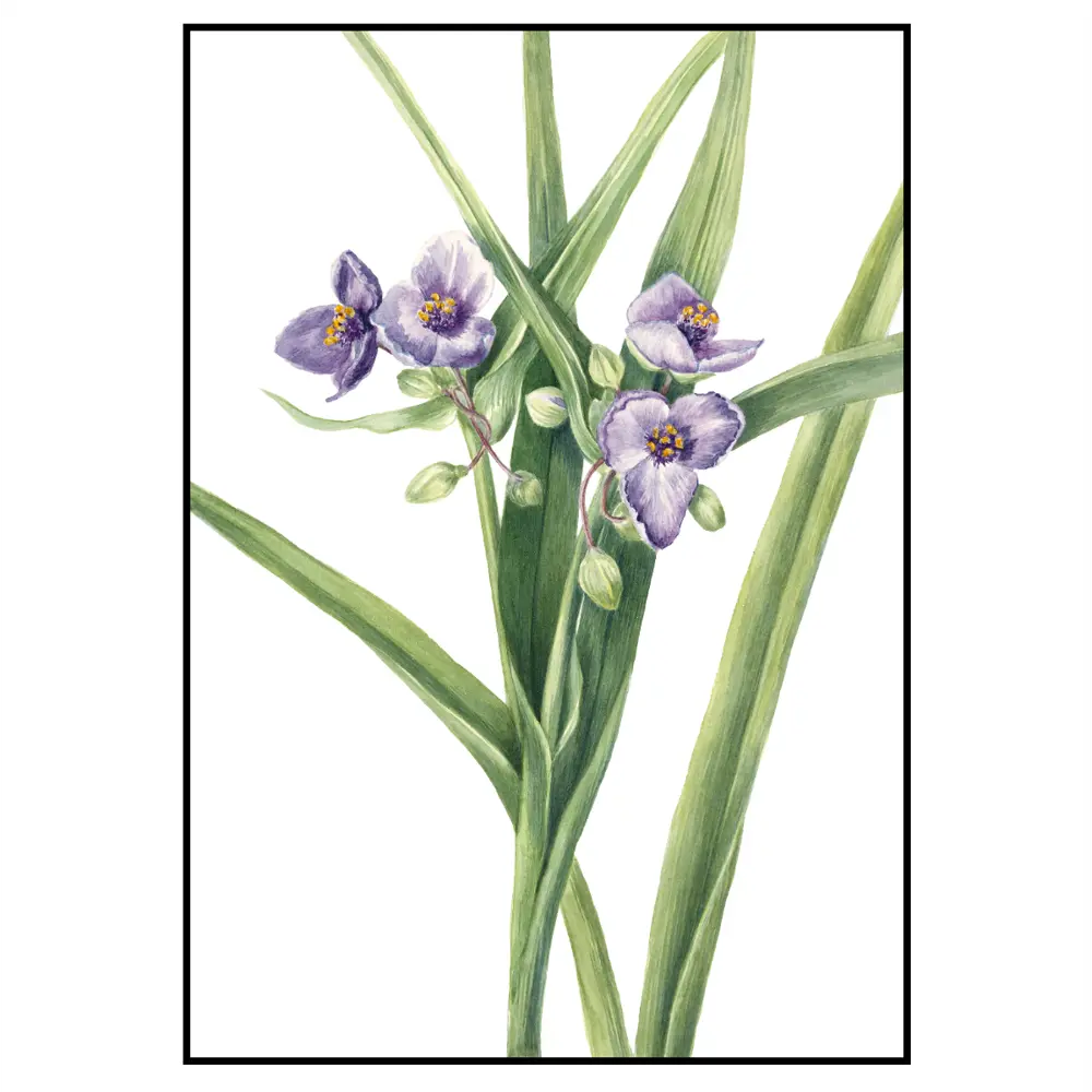 Фото 2 Постер 28 картин "Традесканция цветок. Ботаническая иллюстрация" 40x50 см в подарочном тубусе без рамы Фото 2 Постер 28 картин "Традесканция цветок. Ботаническая иллюстрация" 40x50 см в подарочном тубусе без рамы