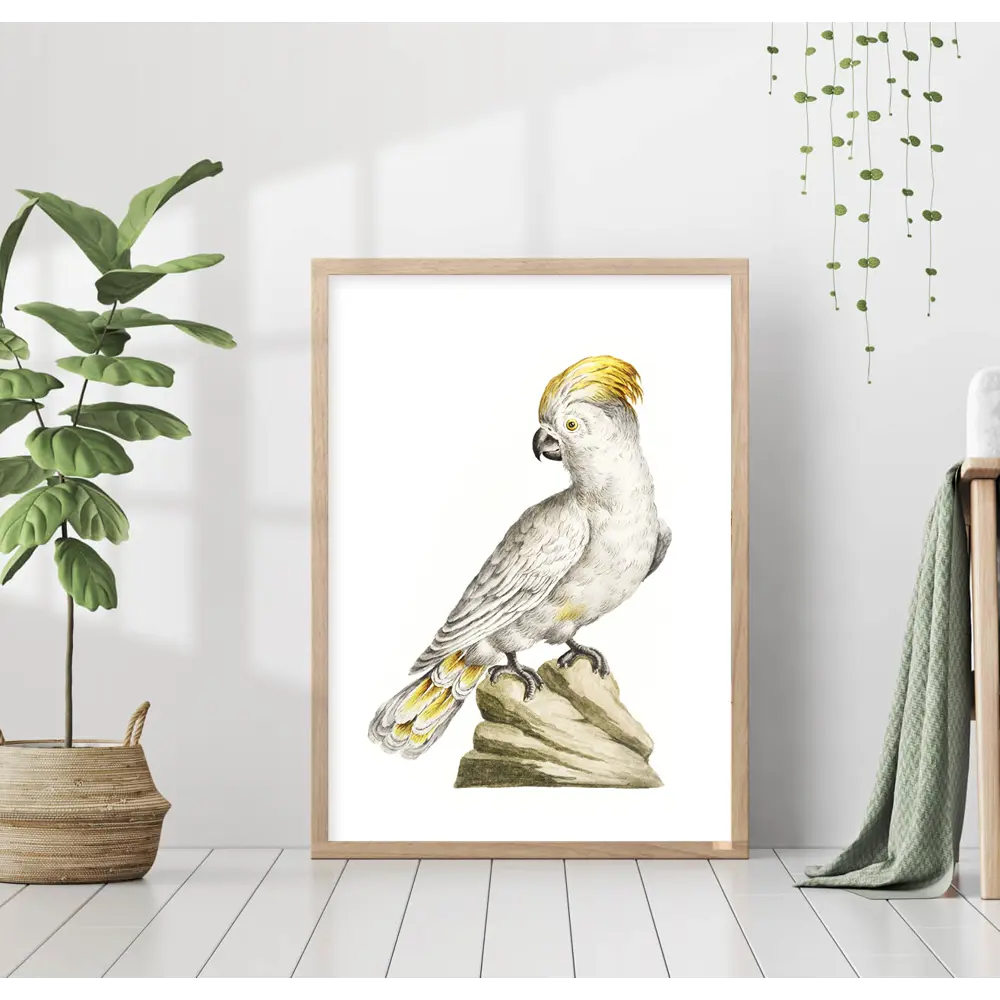 Фото Постер 28 картин "Хохлатый попугай какаду" 50x70 см в подарочном тубусе без рамы Фото Постер 28 картин "Хохлатый попугай какаду" 50x70 см в подарочном тубусе без рамы