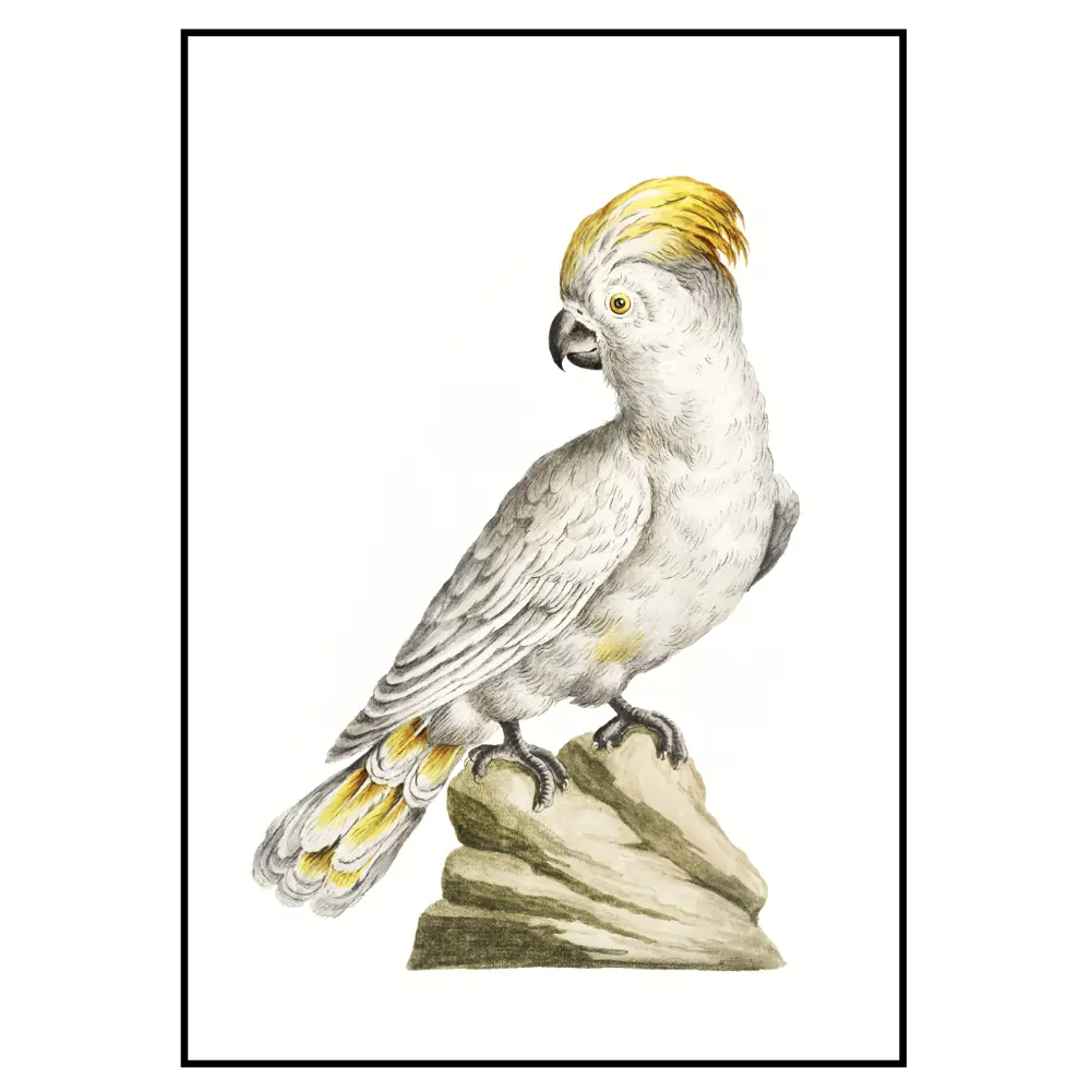 Фото 2 Постер 28 картин "Хохлатый попугай какаду" 50x70 см в подарочном тубусе без рамы Фото 2 Постер 28 картин "Хохлатый попугай какаду" 50x70 см в подарочном тубусе без рамы