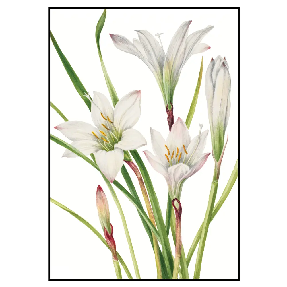 Фото 2 Постер 28 картин "Цветы белые Лилии" 50x70 см в подарочном тубусе без рамы Фото 2 Постер 28 картин "Цветы белые Лилии" 50x70 см в подарочном тубусе без рамы