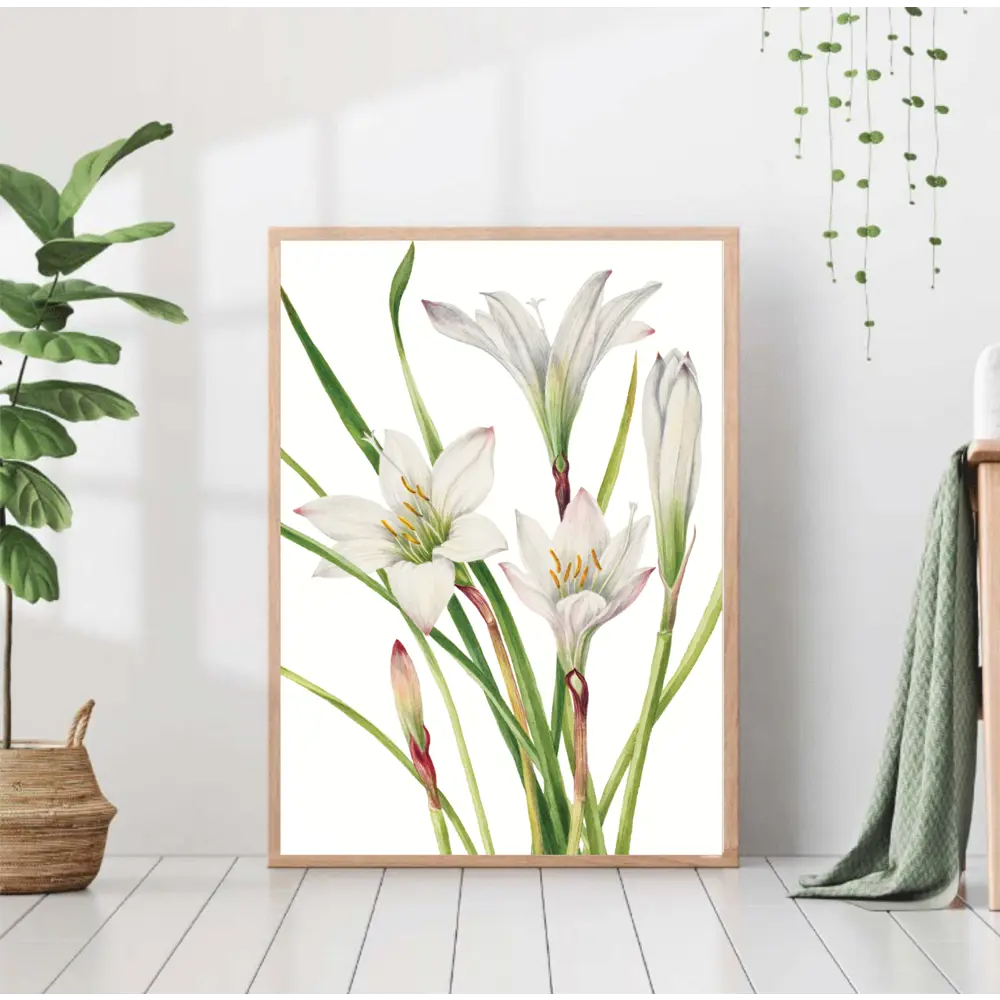 Фото Постер 28 картин "Цветы белые Лилии" 50x70 см в подарочном тубусе без рамы Фото Постер 28 картин "Цветы белые Лилии" 50x70 см в подарочном тубусе без рамы