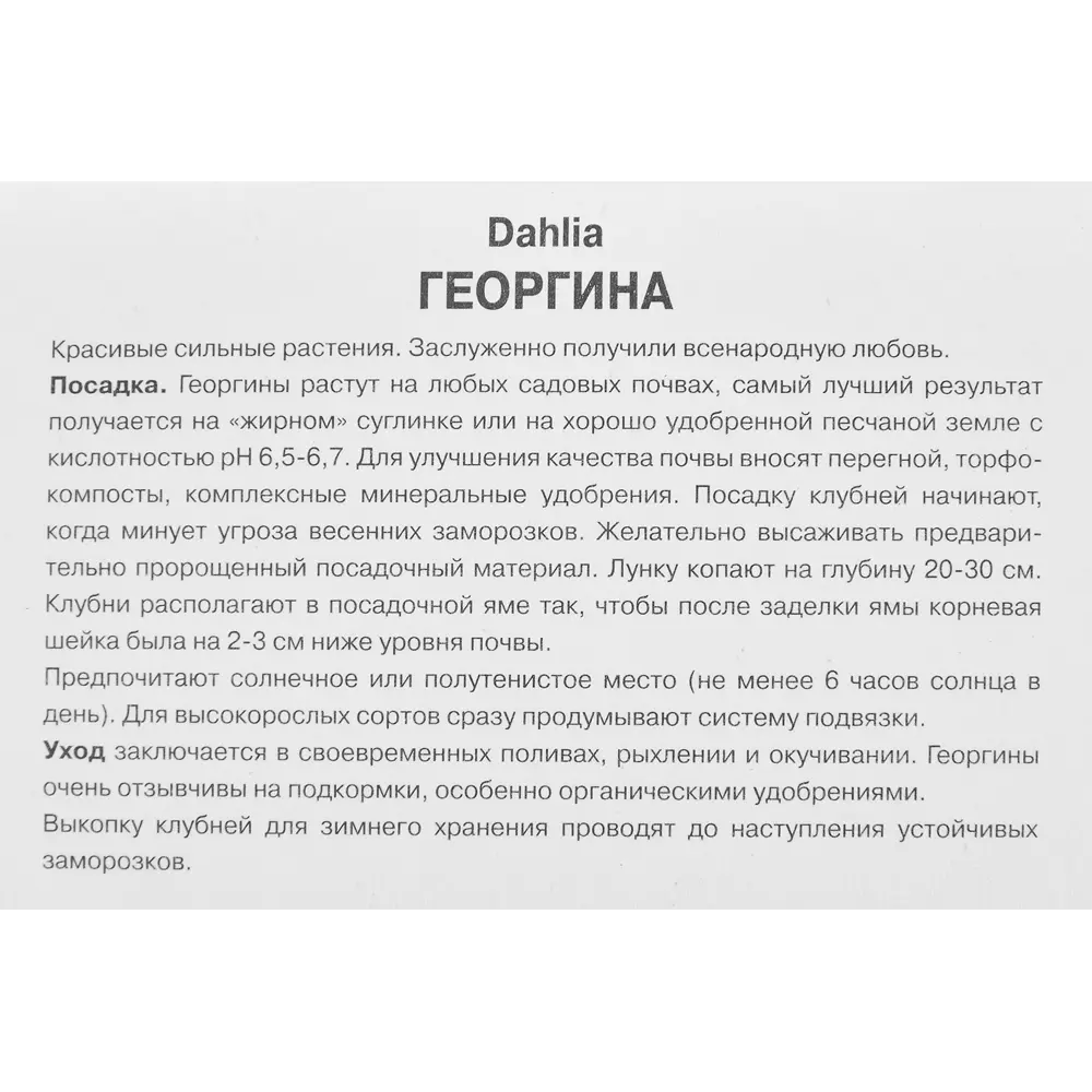 Фото 3 Георгина кактусовая Йеллоу Стар 1 шт.