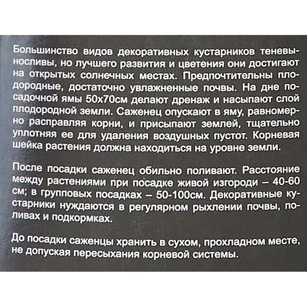 Фото 4 Гортензия метельчатая Уимс Ред ø9 h40 см Фото 4 Гортензия метельчатая Уимс Ред ø9 h40 см