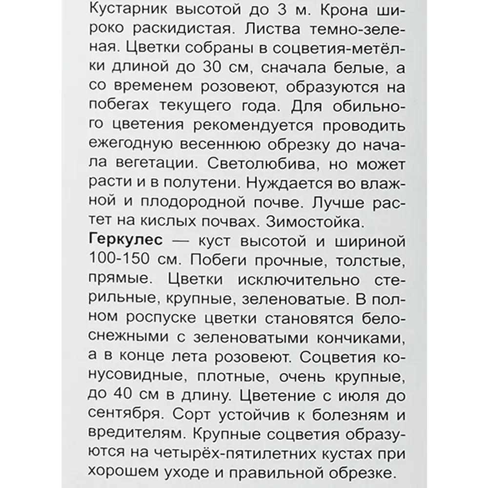 Фото 4 Гортензия метельчатая Геркулес h100 см Фото 4 Гортензия метельчатая Геркулес h100 см