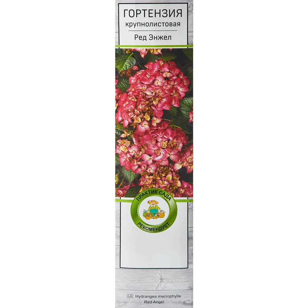 Фото Гортензия крупнолистовая Ред Энжел h100 см