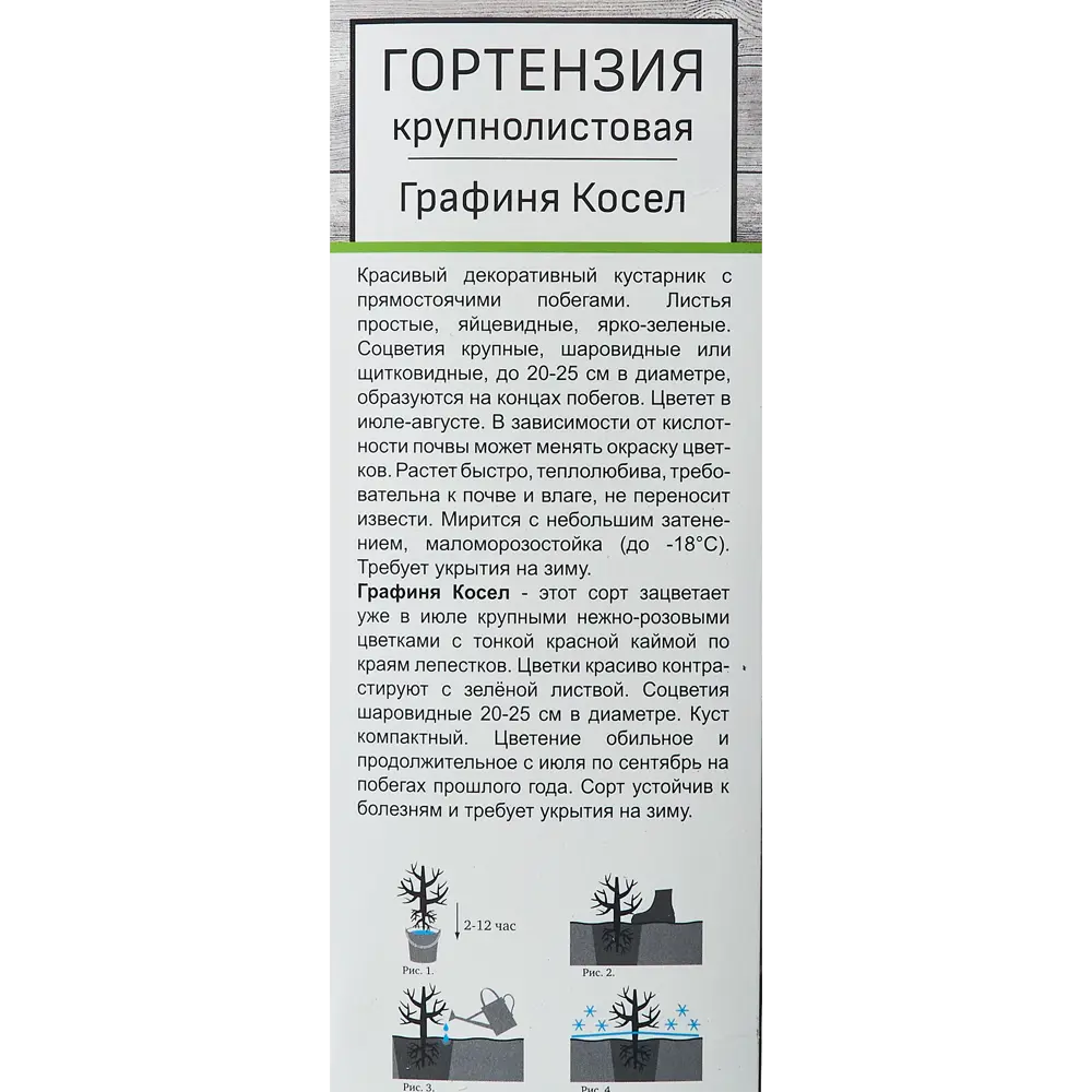 Фото 3 Гортензия крупнолистовая Графиня Косел h100 см Фото 3 Гортензия крупнолистовая Графиня Косел h100 см