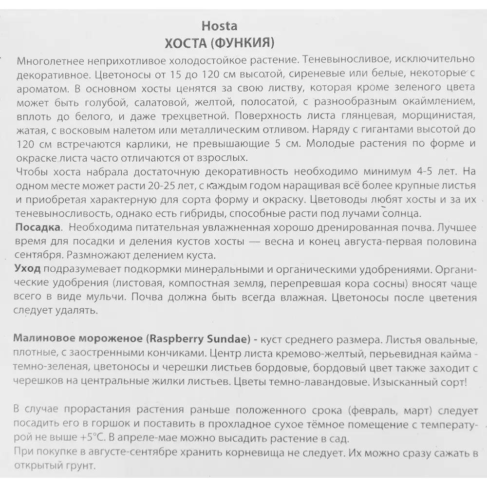 Фото 3 Хоста гибридная Расберри Сандей