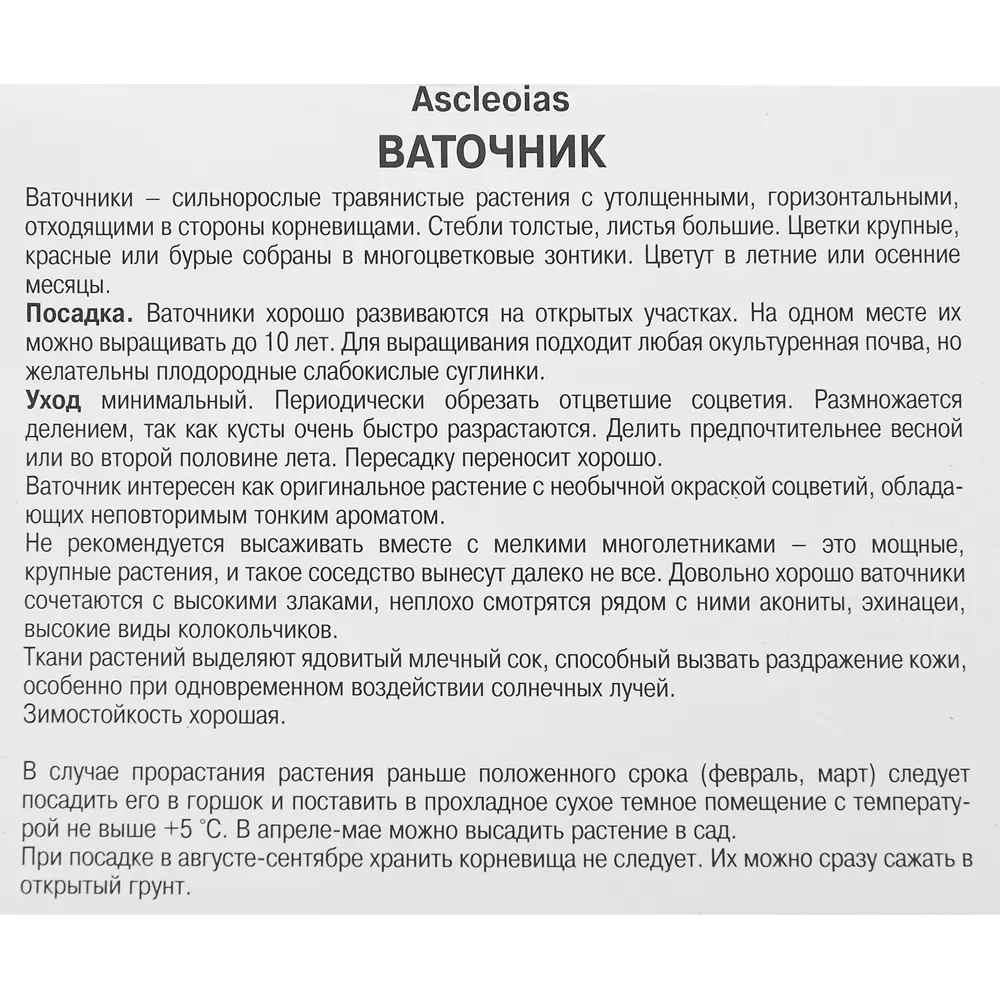 Фото 3 Ваточник инкарнатный Синдерелла Фото 3 Ваточник инкарнатный Синдерелла