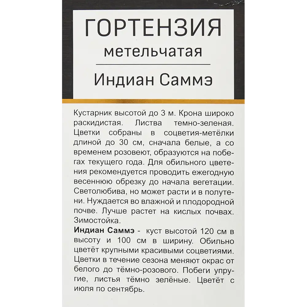 Фото 3 Гортензия метельчатая Индиан Саммэ h100 см Фото 3 Гортензия метельчатая Индиан Саммэ h100 см