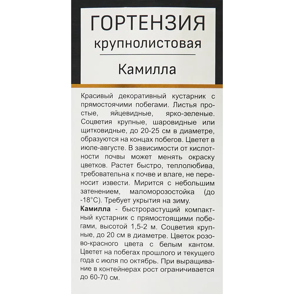 Фото 3 Гортензия крупнолистовая Камилла h100 см Фото 3 Гортензия крупнолистовая Камилла h100 см