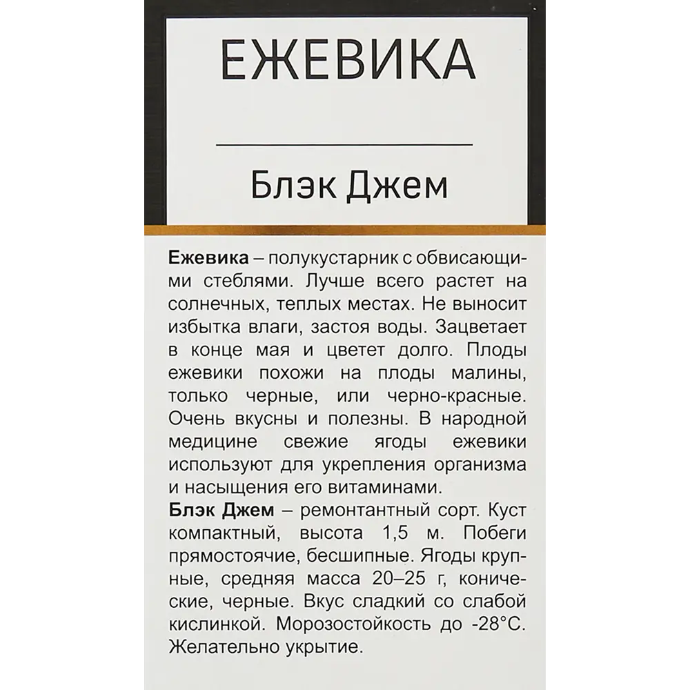 Фото 3 Ежевика Блэк Джем h40 см Фото 3 Ежевика Блэк Джем h40 см