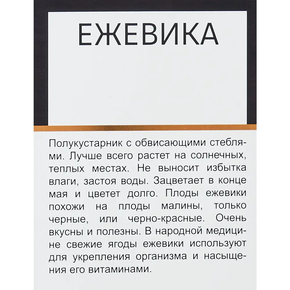 Фото 3 Ежевика Дима h40 см Фото 3 Ежевика Дима h40 см
