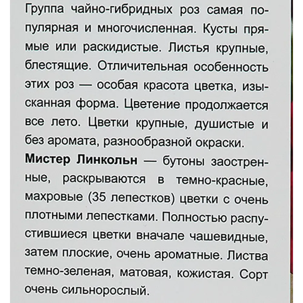 Фото 4 Роза чайно-гибридная Мистер Линкольн h100 см Фото 4 Роза чайно-гибридная Мистер Линкольн h100 см