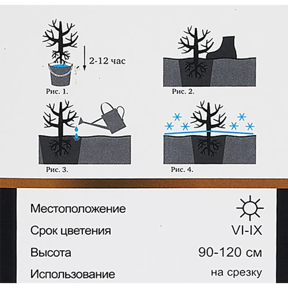 Фото 5 Роза чайно-гибридная Мейян Пьер Ардити h100 см