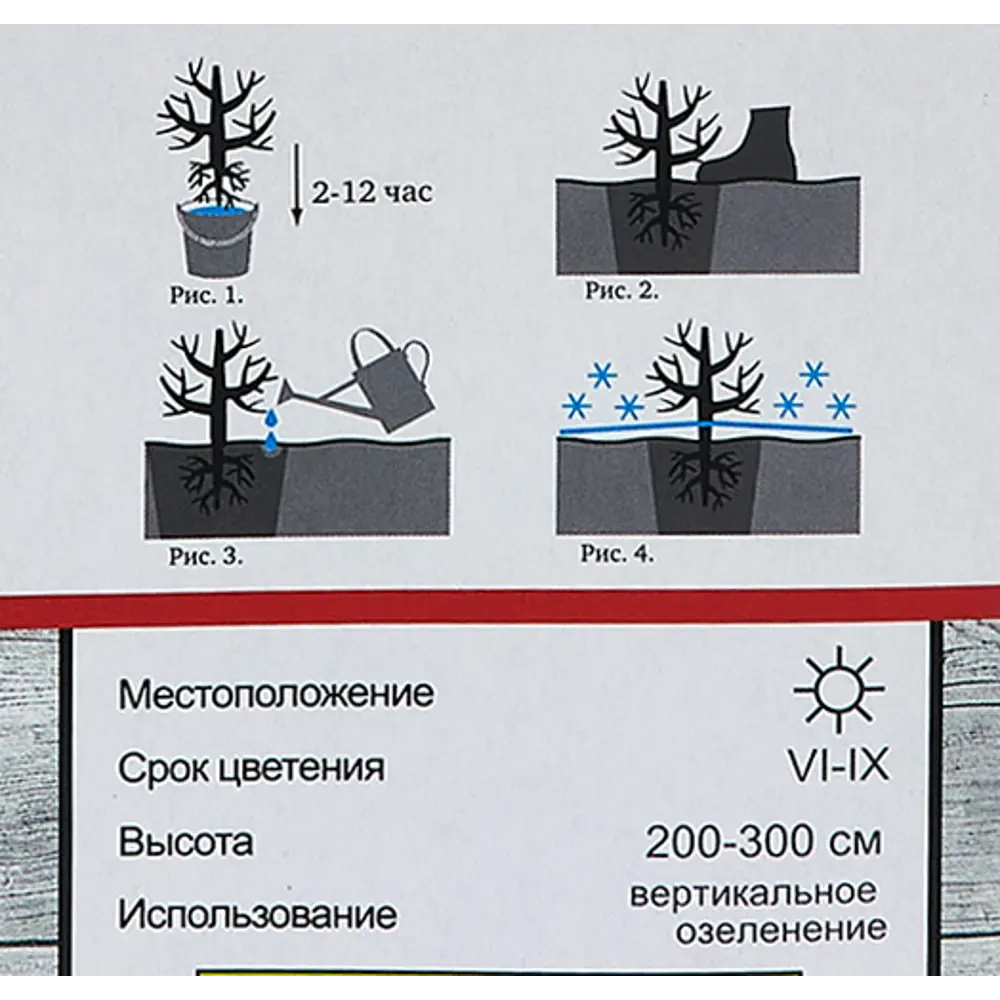 Фото 5 Роза плетистая Шнеевальцер h100 см Фото 5 Роза плетистая Шнеевальцер h100 см