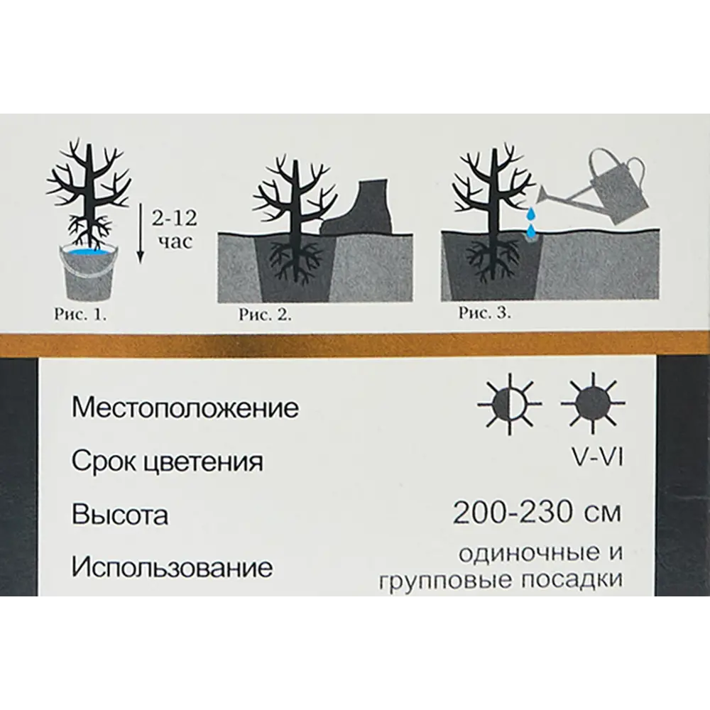 Фото 5 Рододендрон гибридный Казимир Одновичел h100 см Фото 5 Рододендрон гибридный Казимир Одновичел h100 см