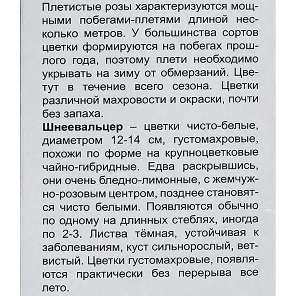 Фото 4 Роза плетистая Шнеевальцер h100 см Фото 4 Роза плетистая Шнеевальцер h100 см