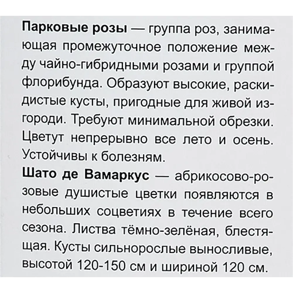 Фото 4 Роза парковая Шато де Вамаркус h100 см Фото 4 Роза парковая Шато де Вамаркус h100 см