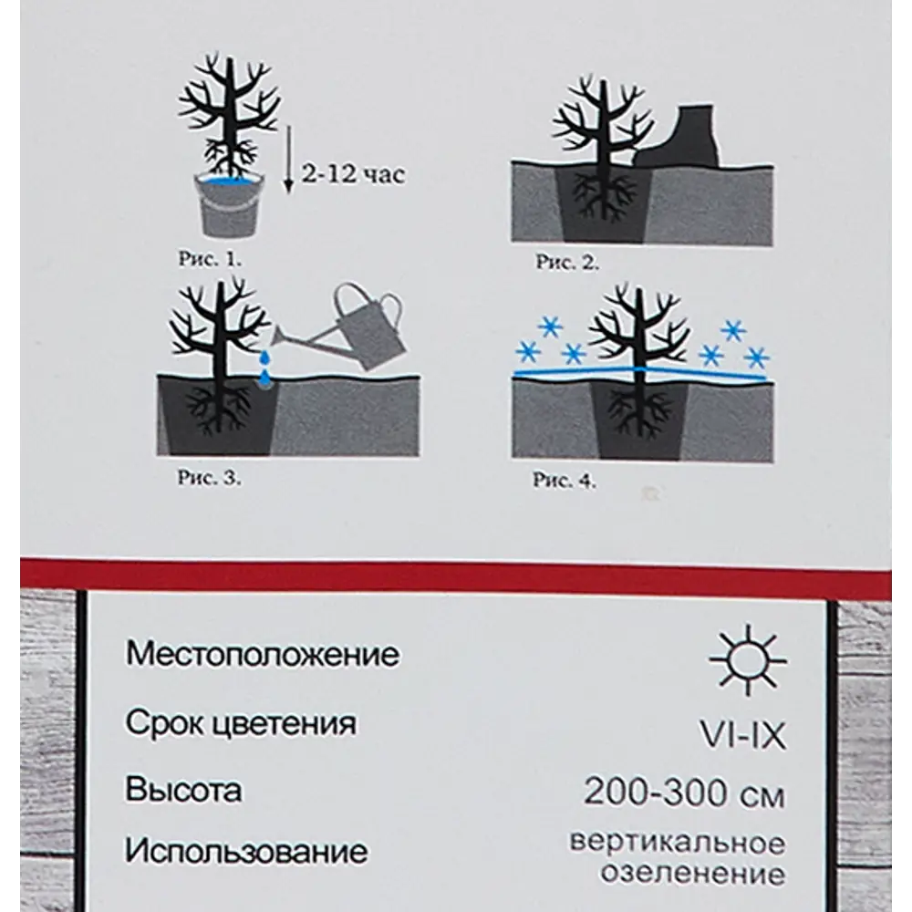 Фото 5 Роза плетистая Голдштерн h100 см