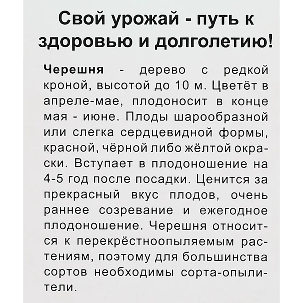 Фото 4 Черешня Родина коробка h90 см Фото 4 Черешня Родина коробка h90 см
