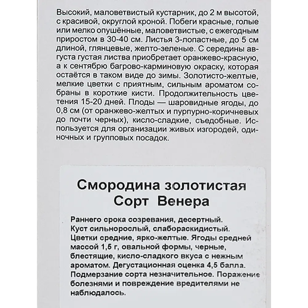 Фото 4 Смородина золотистая Венера h40 см Фото 4 Смородина золотистая Венера h40 см