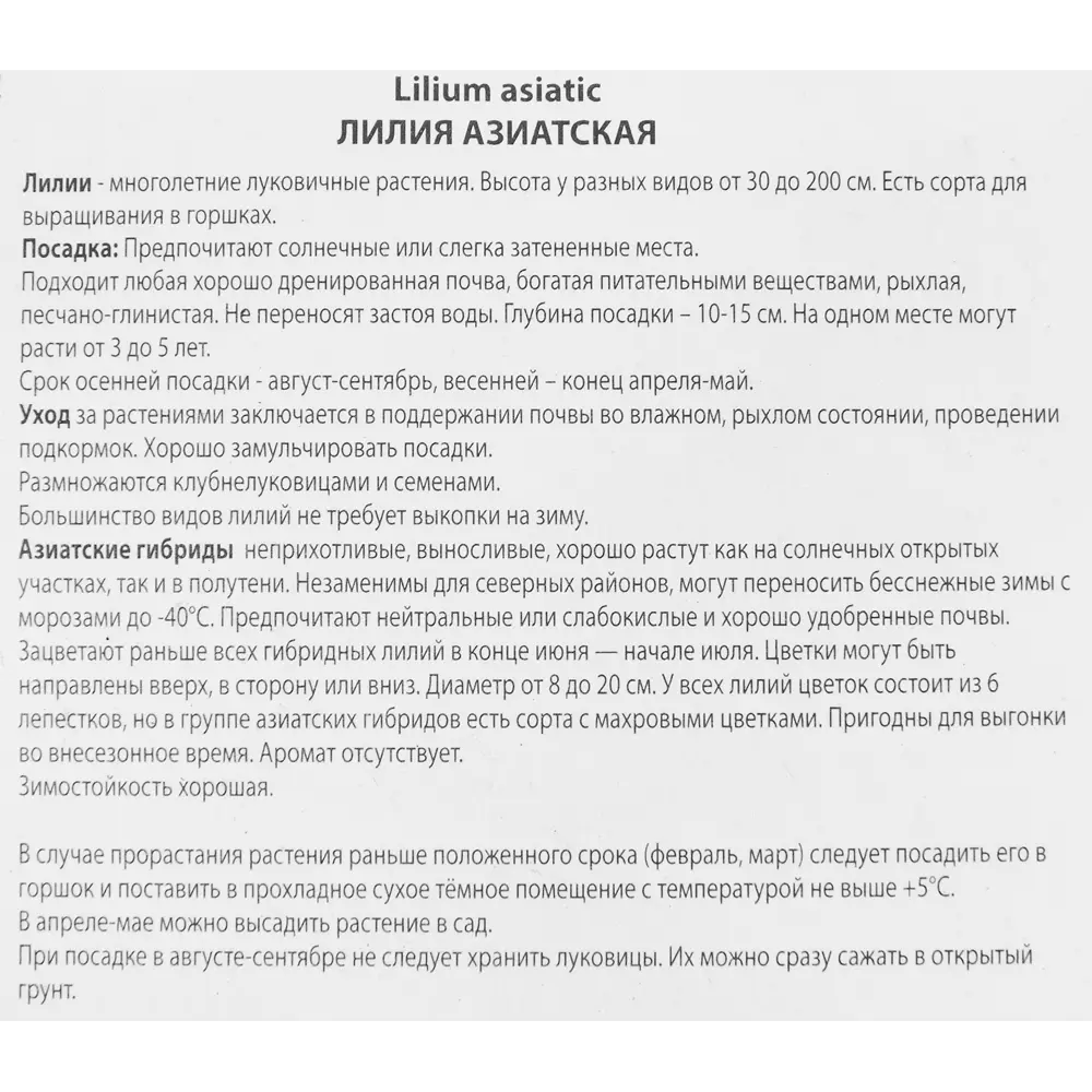 Фото 3 Лилия восточная махровая Бьютитренд Фото 3 Лилия восточная махровая Бьютитренд
