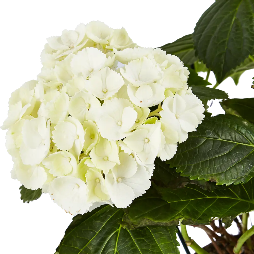 Фото 4 Гортензия микс ø13 h35 см Фото 4 Гортензия микс ø13 h35 см