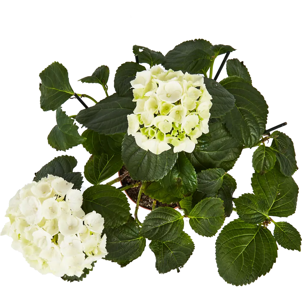 Фото 3 Гортензия микс ø13 h35 см Фото 3 Гортензия микс ø13 h35 см