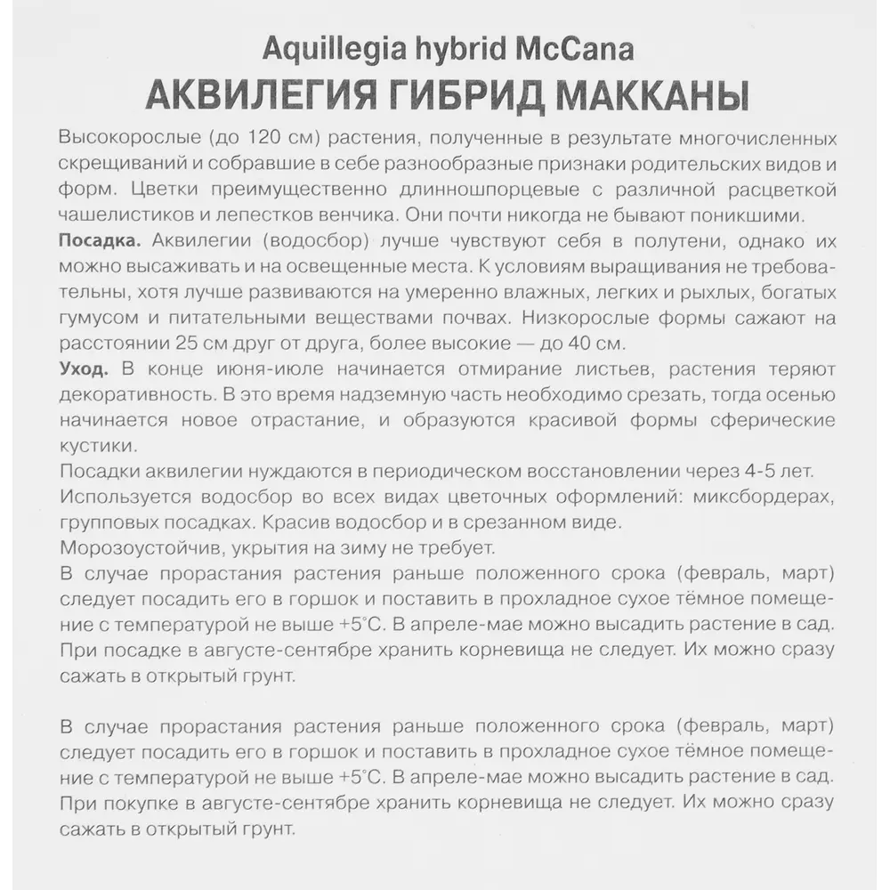 Фото 3 Аквилегия гибридная МакКаны Блу Барлоу Фото 3 Аквилегия гибридная МакКаны Блу Барлоу