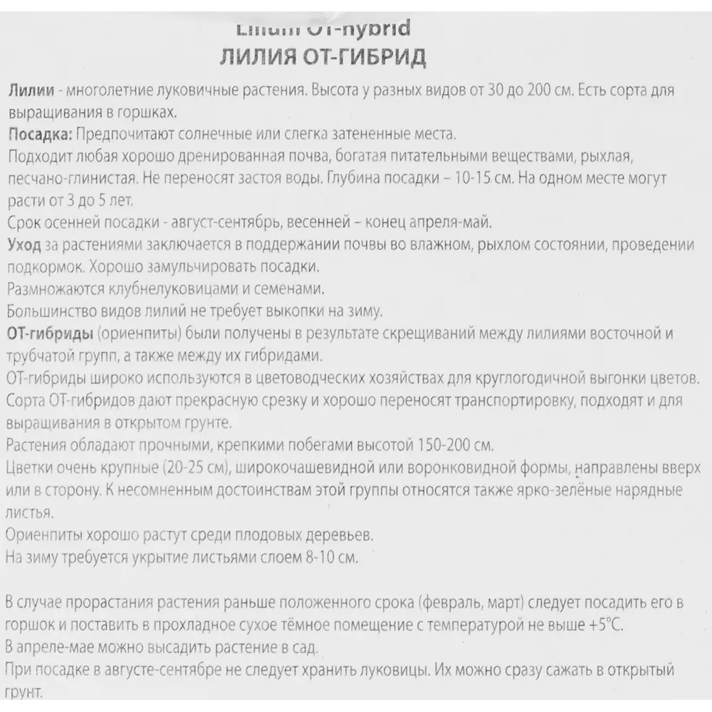 Фото 3 Лилия ОТ-гибрид Пепл Кинг Фото 3 Лилия ОТ-гибрид Пепл Кинг