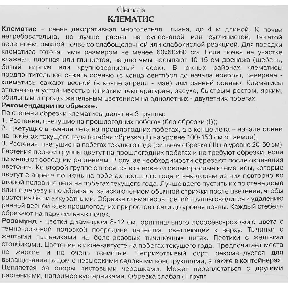 Фото 3 Клематис крупноцветковый Розамунд h200 см Фото 3 Клематис крупноцветковый Розамунд h200 см