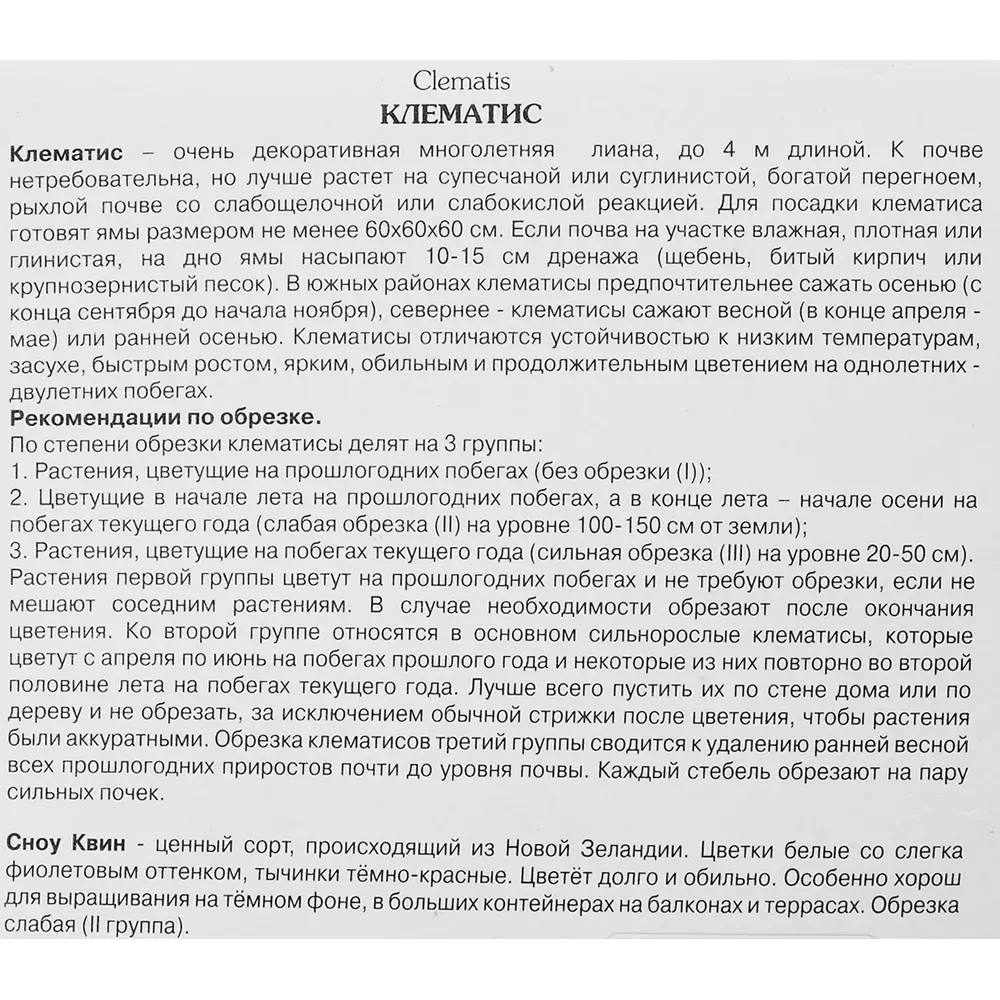 Фото 3 Клематис крупноцветковый Сноу Квин h200 см Фото 3 Клематис крупноцветковый Сноу Квин h200 см