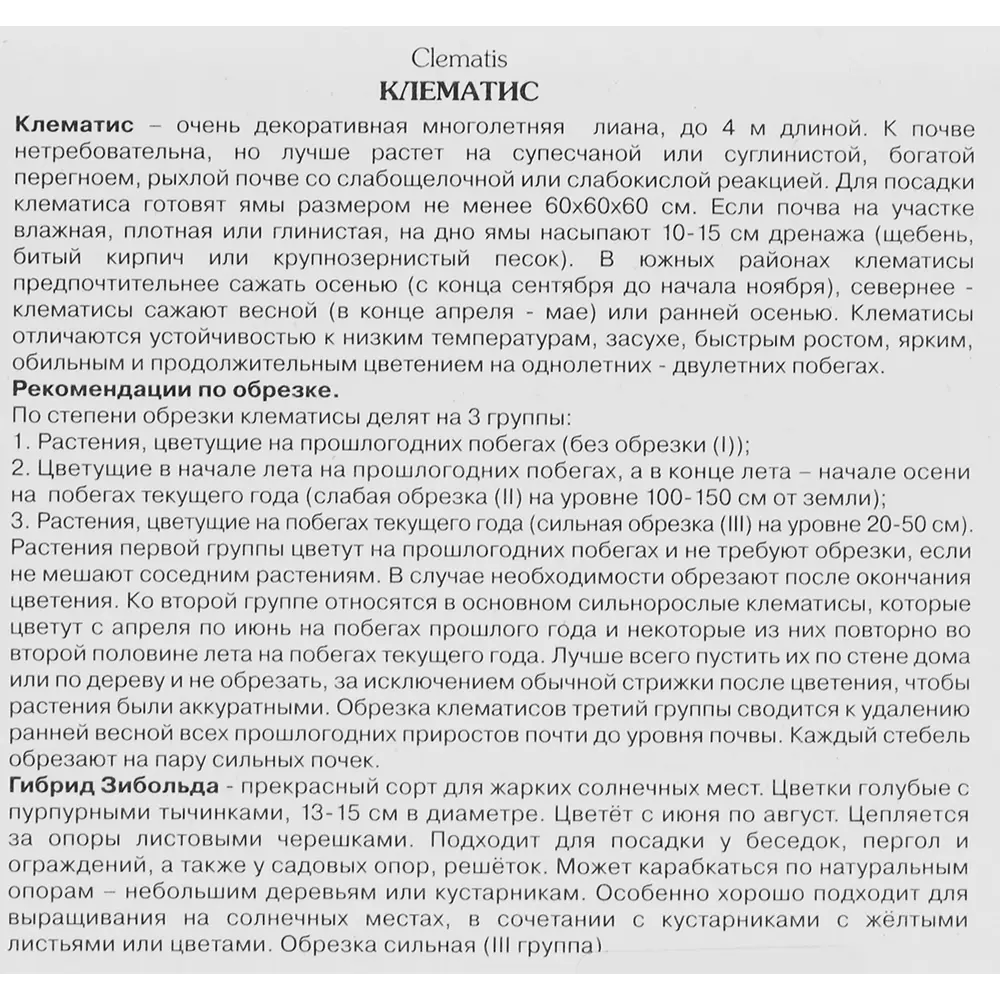 Фото 3 Клематис крупноцветковый Гибрид Зибольда h200 см Фото 3 Клематис крупноцветковый Гибрид Зибольда h200 см