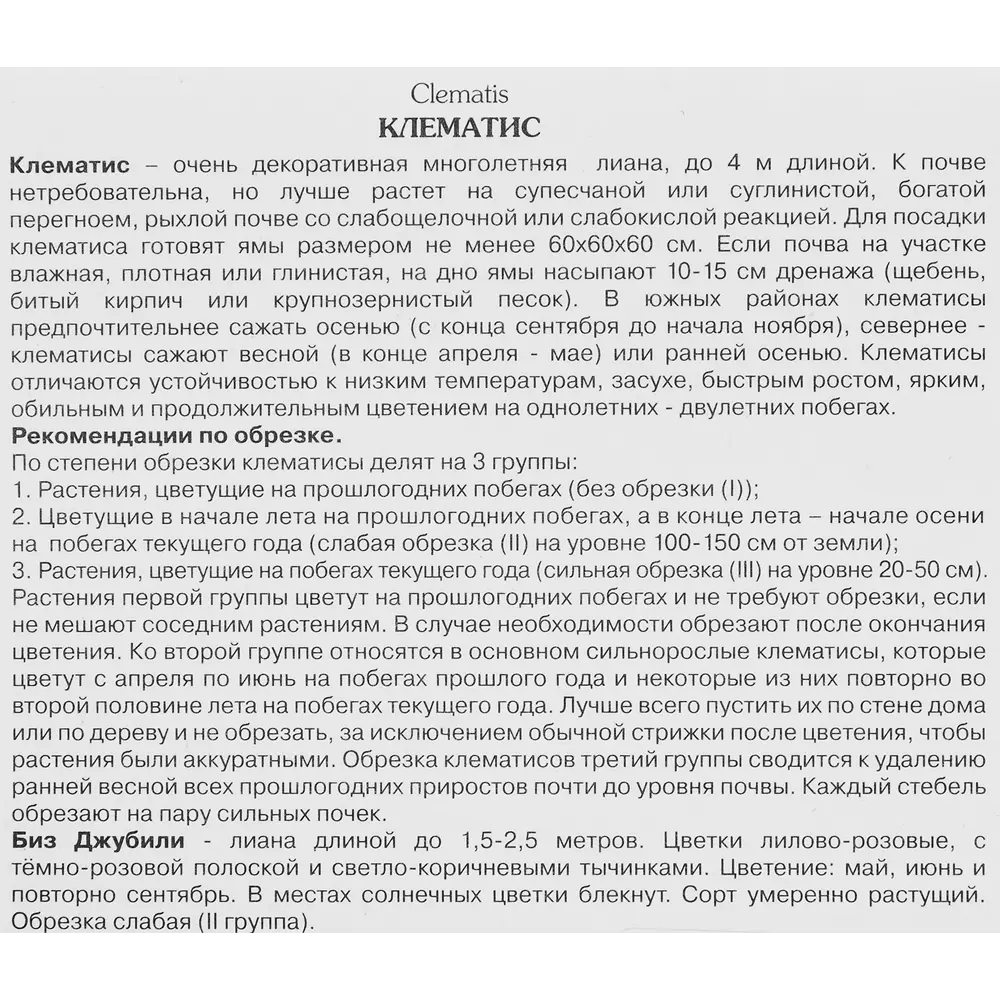 Фото 3 Клематис крупноцветковый Биз Джубили h200 см Фото 3 Клематис крупноцветковый Биз Джубили h200 см