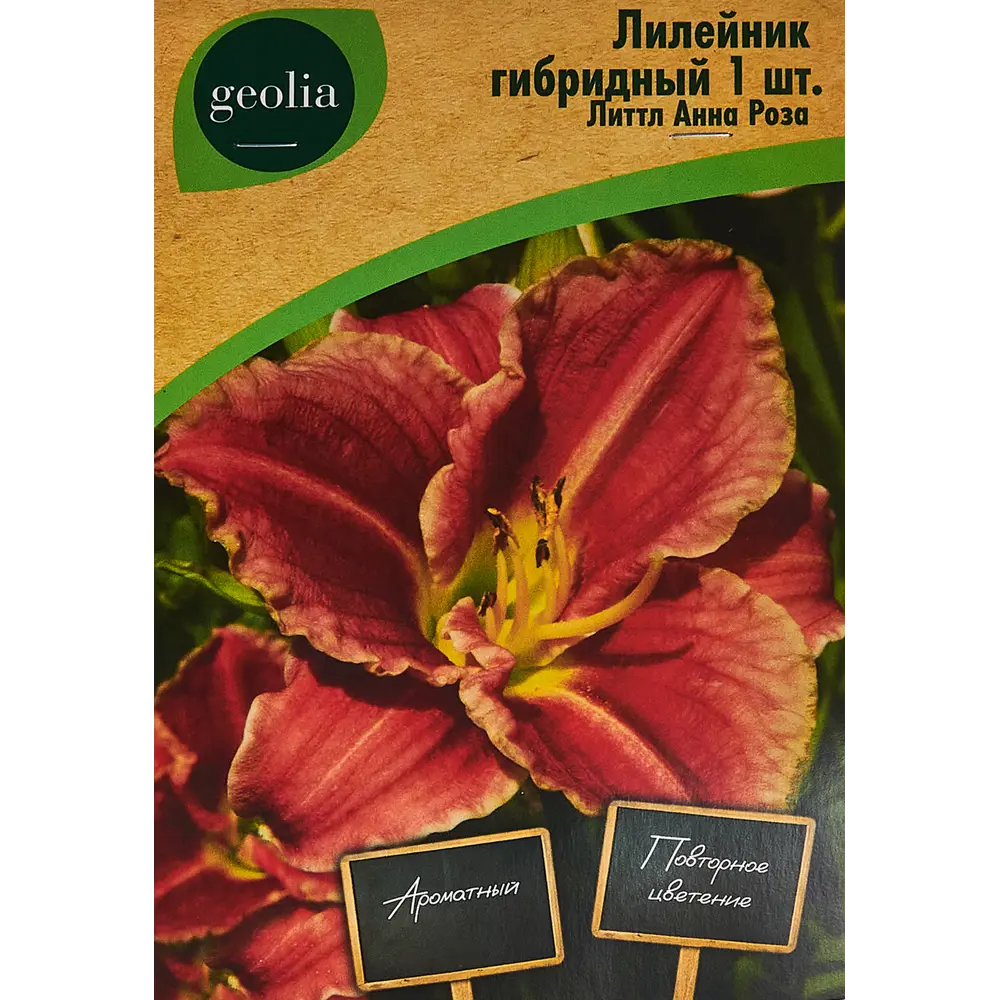 Фото Лилейник Geolia гибридный Литтл Анна Роза Фото Лилейник Geolia гибридный Литтл Анна Роза