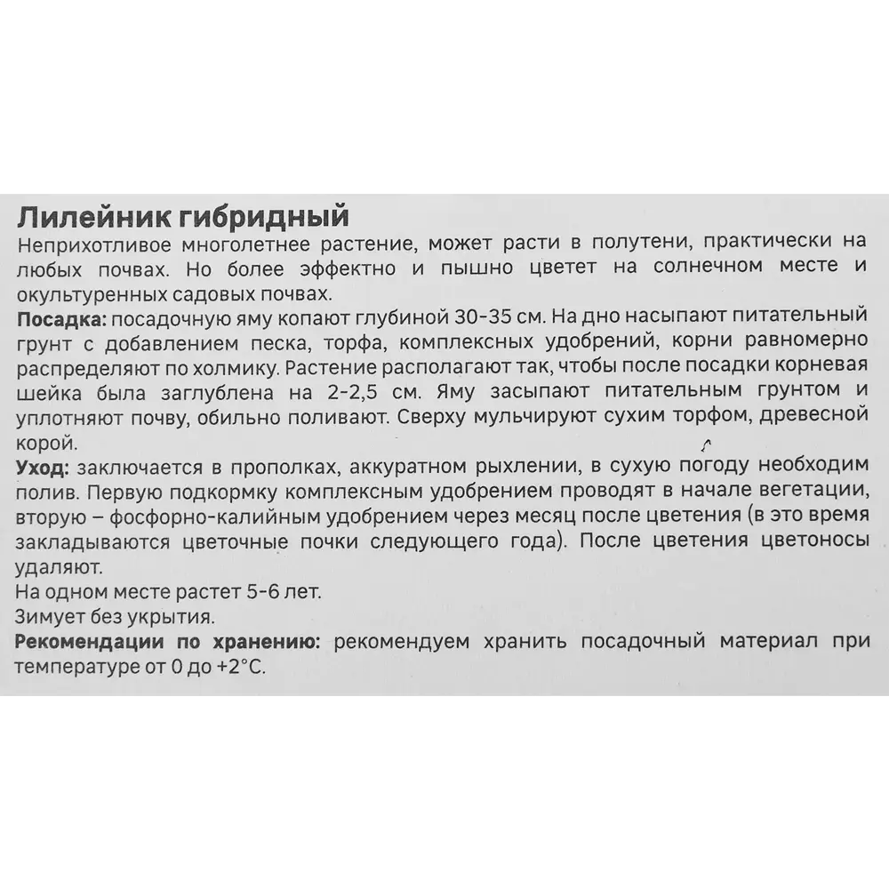 Фото 4 Лилейник Geolia гибридный Литтл Анна Роза Фото 4 Лилейник Geolia гибридный Литтл Анна Роза