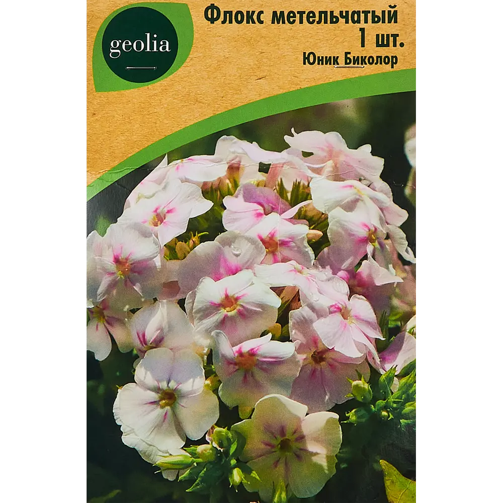 Фото Флокс Geolia метельчатый Юник Биколор Фото Флокс Geolia метельчатый Юник Биколор