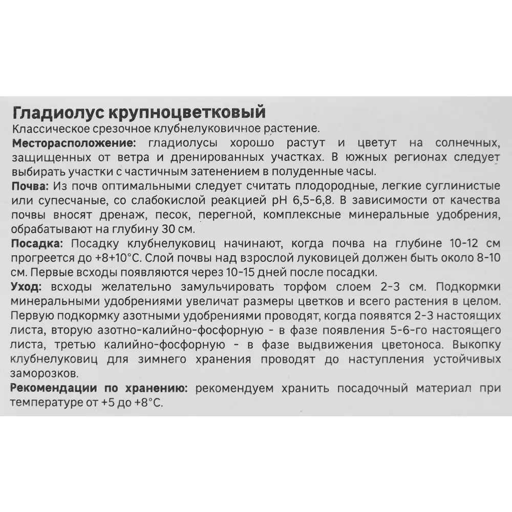 Фото 3 Гладиолус крупноцветковый Албандейра Geolia 3 шт Фото 3 Гладиолус крупноцветковый Албандейра Geolia 3 шт
