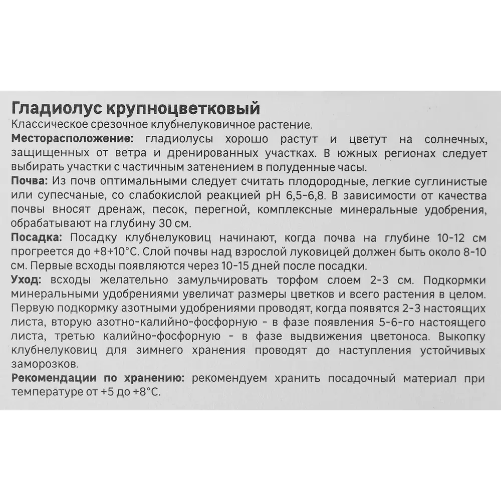 Фото 3 Гладиолус крупноцветковый Бельведер Geolia 3 шт Фото 3 Гладиолус крупноцветковый Бельведер Geolia 3 шт