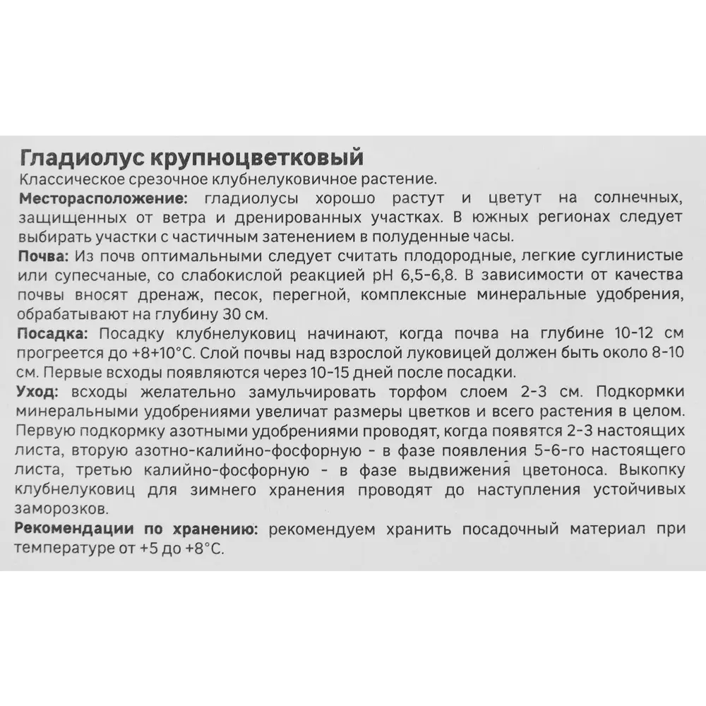 Фото 3 Гладиолус крупноцветковый Блу Маунтин Geolia 3 шт Фото 3 Гладиолус крупноцветковый Блу Маунтин Geolia 3 шт