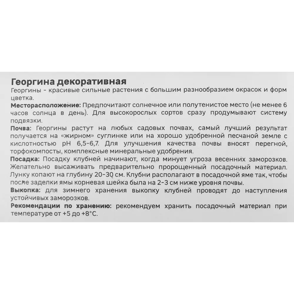 Фото 4 Георгина Geolia декоративная Гэллери Беллини Фото 4 Георгина Geolia декоративная Гэллери Беллини