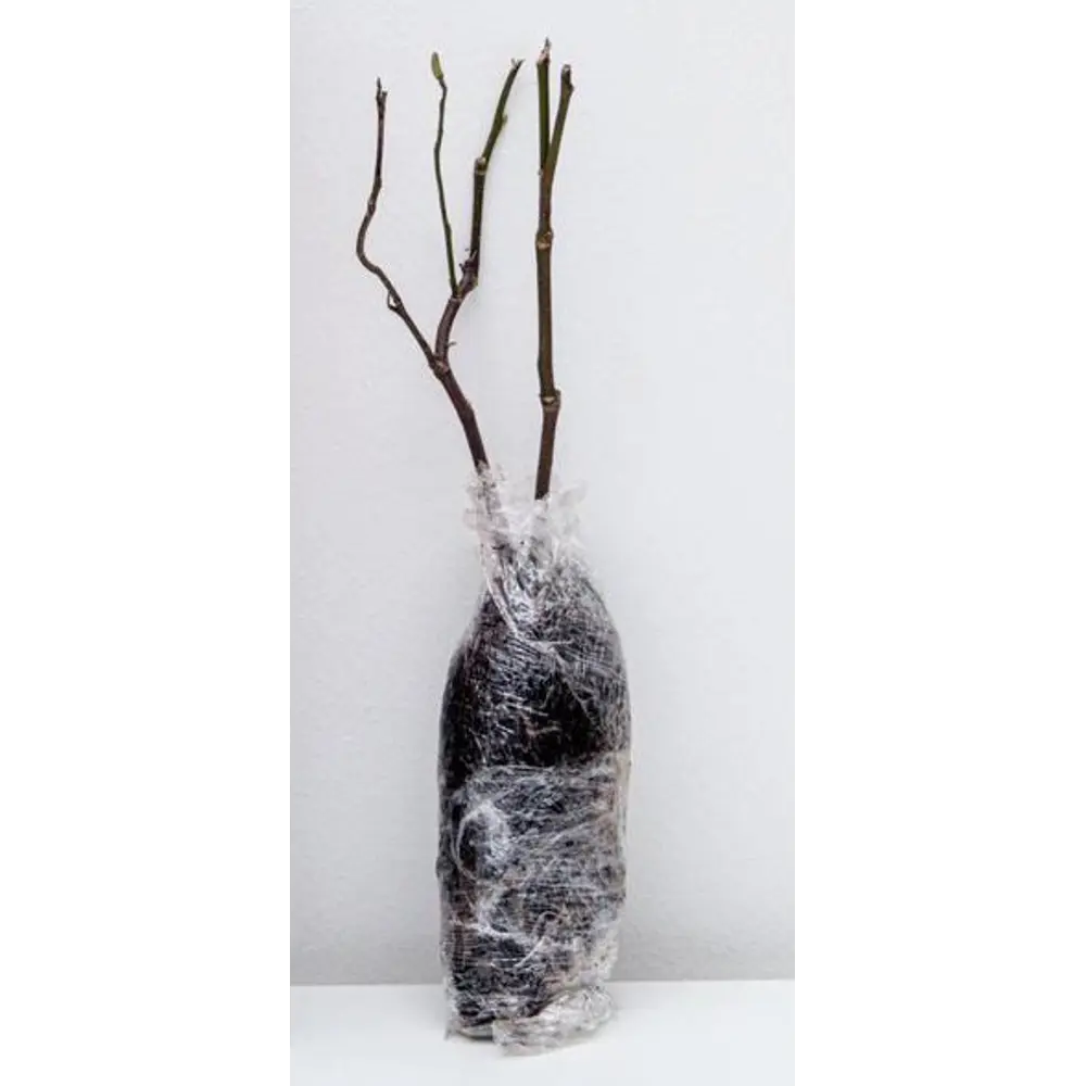 Фото 2 Смородина красная микс h60 см в тубе Фото 2 Смородина красная микс h60 см в тубе