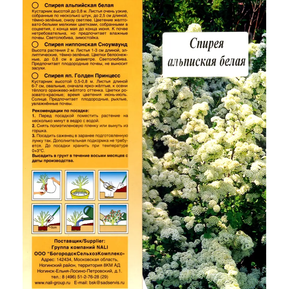 Фото Спирея 4 сорта ø9 h25 см Фото Спирея 4 сорта ø9 h25 см
