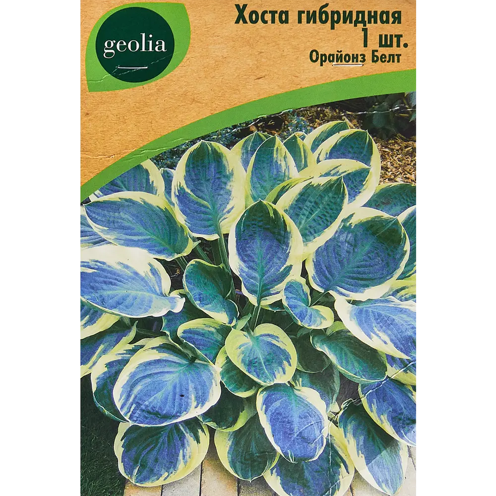 Фото Хоста Geolia гибридная Орайонз Белт Фото Хоста Geolia гибридная Орайонз Белт