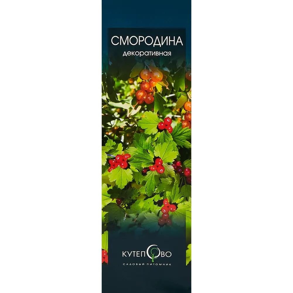 Фото Смородина Видовая норма h30 см Фото Смородина Видовая норма h30 см