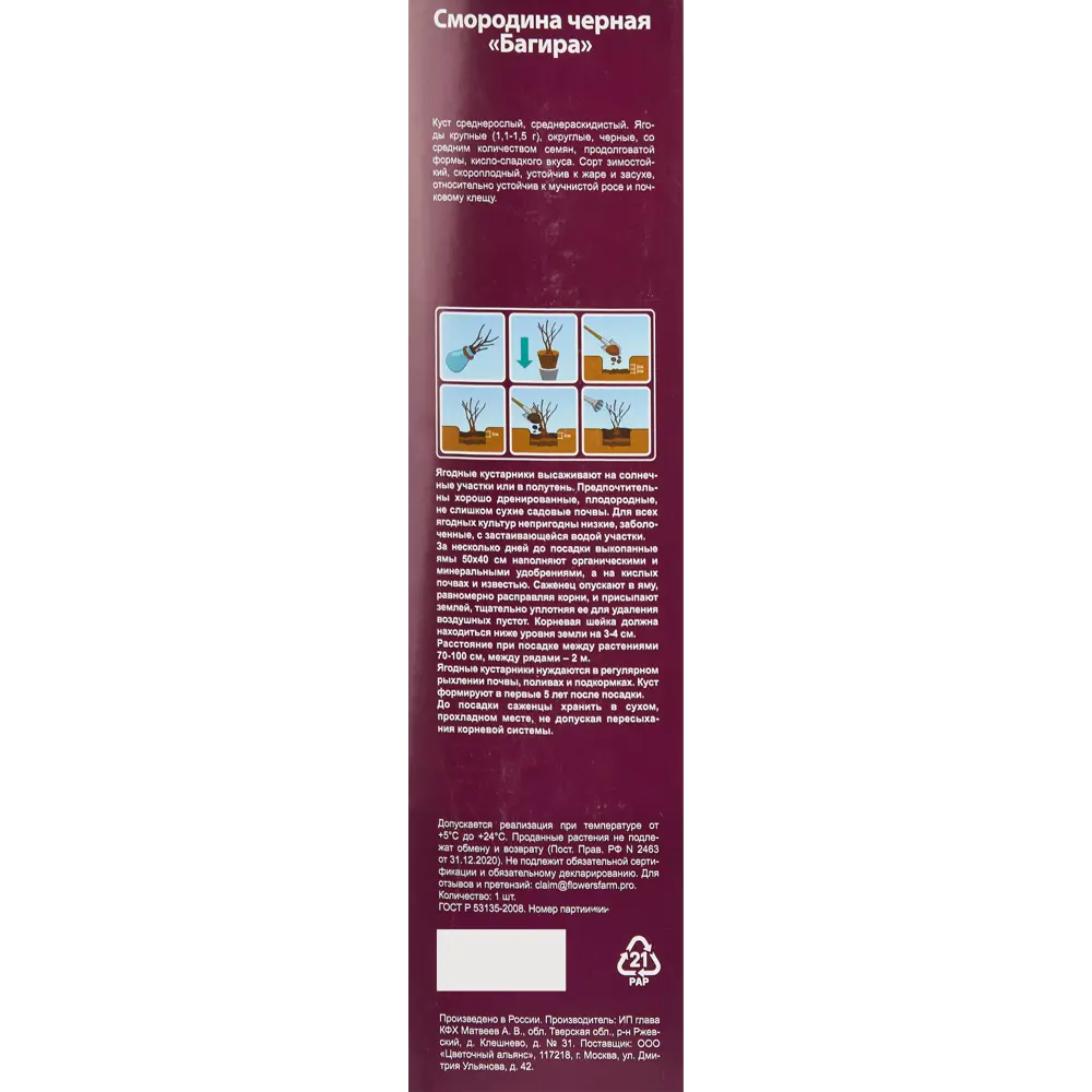 Фото 3 Смородина черная Багира туба h30 см