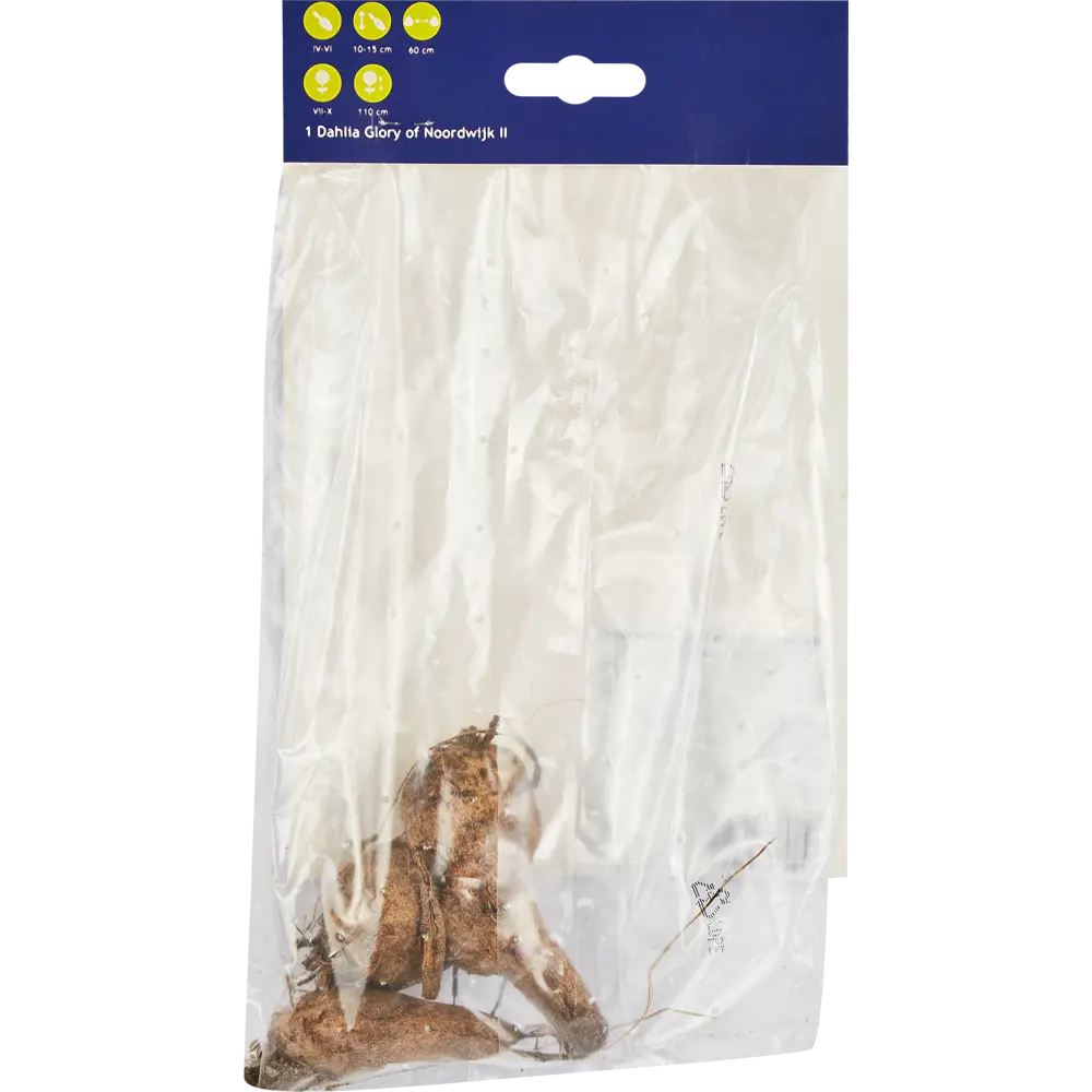 Фото 2 Георгина декоративная Глори Оф Нурдвик Фото 2 Георгина декоративная Глори Оф Нурдвик