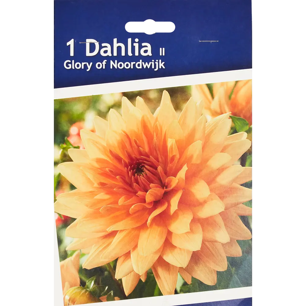 Фото Георгина декоративная Глори Оф Нурдвик Фото Георгина декоративная Глори Оф Нурдвик