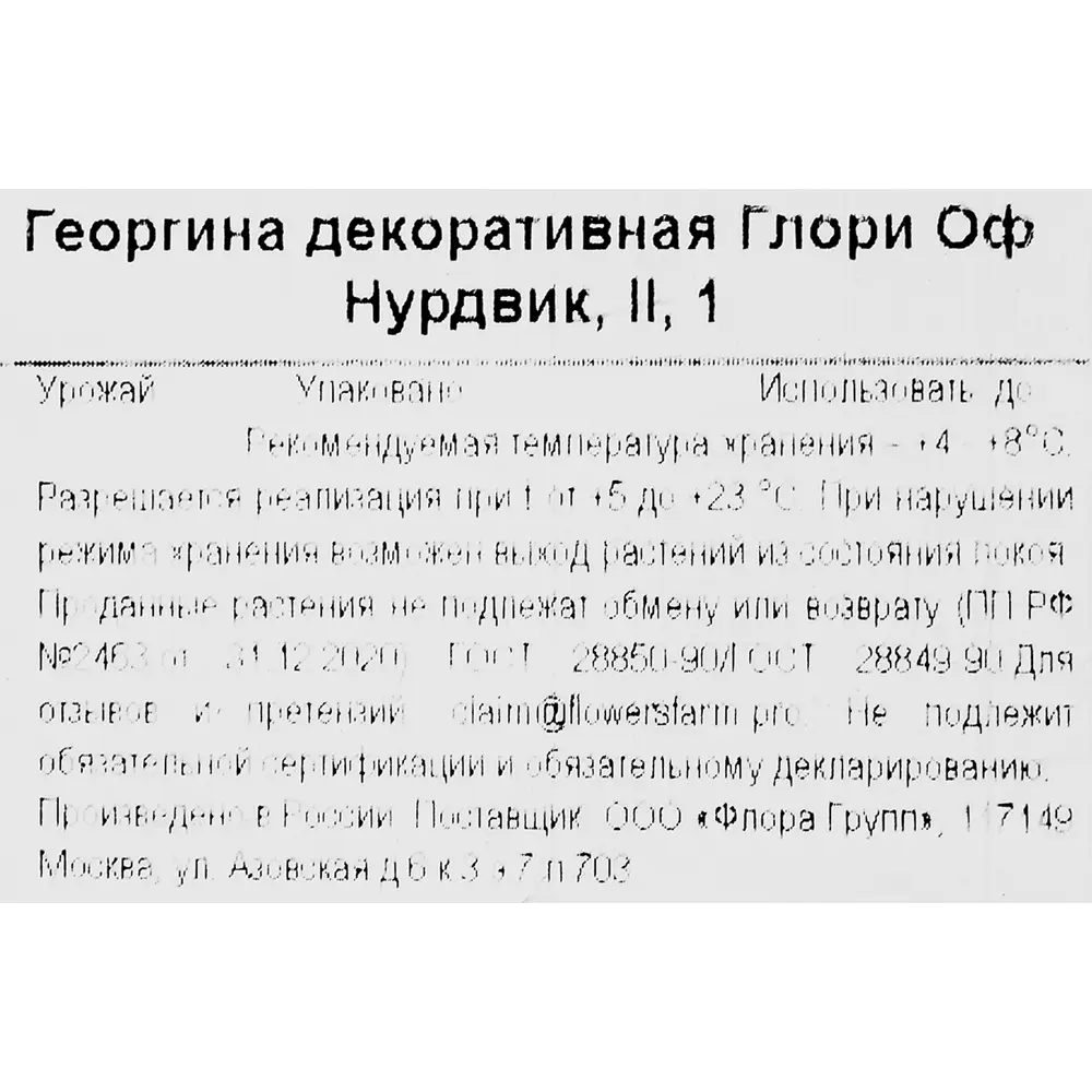 Фото 3 Георгина декоративная Глори Оф Нурдвик Фото 3 Георгина декоративная Глори Оф Нурдвик