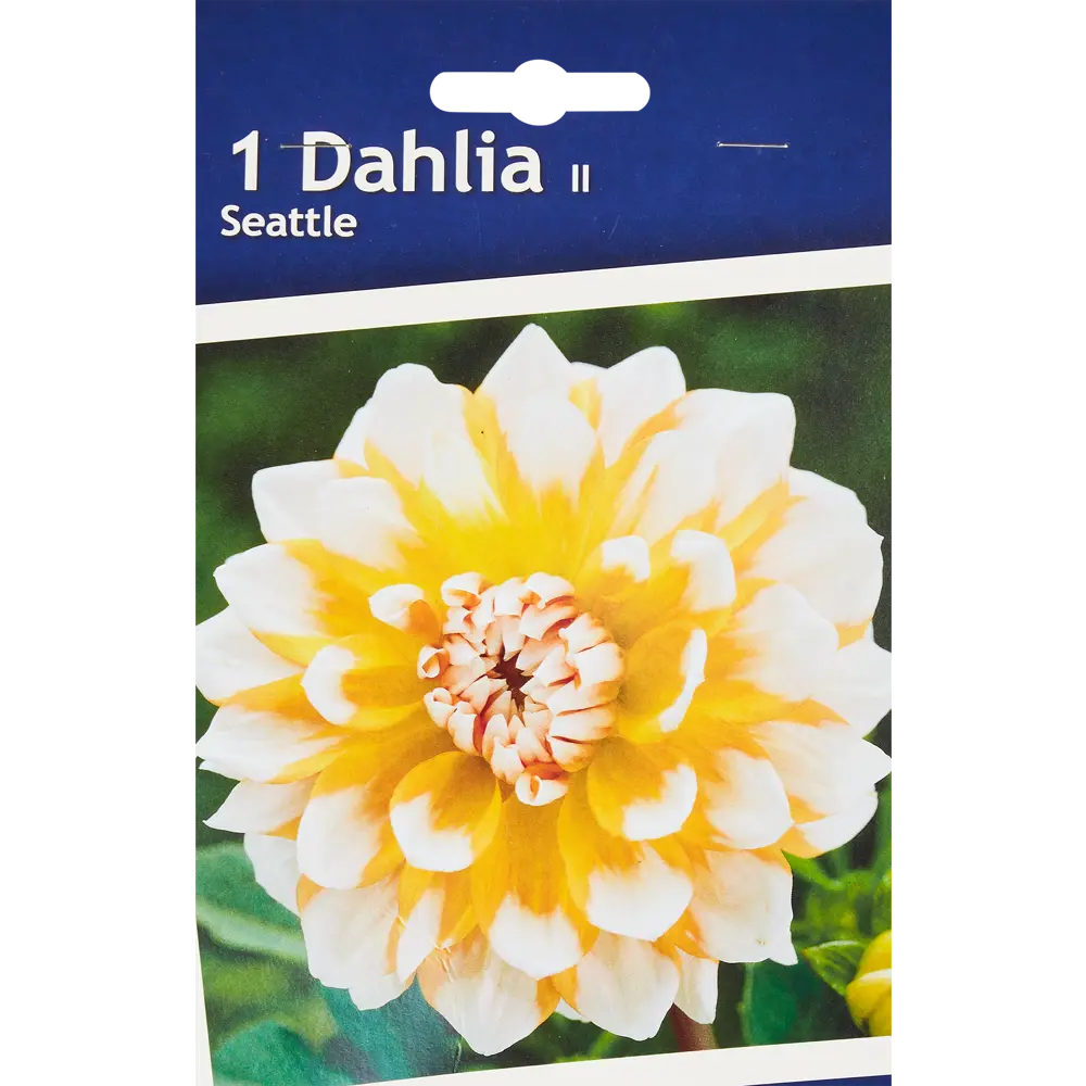 Фото Георгина декоративная Сиэтл h30 см